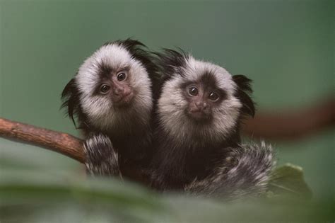 Marmoset monkey Wallpapers Images Photos Pictures Backgrounds