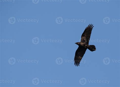 black common raven flying in a blue sky 22749488 Stock Photo at Vecteezy