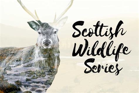 Wildlife attractions in Scotland | VisitScotland