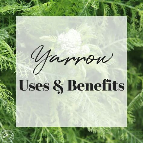 Yarrow Herb Uses & Benefits | The Upcycled Family ~ Traditional skill