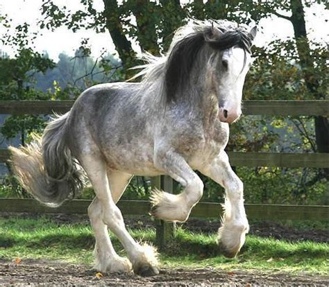 almostalice84: “ blue roan clydesdale ” freaking gorgeous | Horses ...