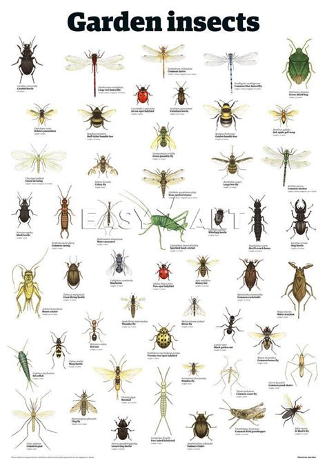 #insectos #jardim #horta #no #einsectos no jardim e horta | Garden ...