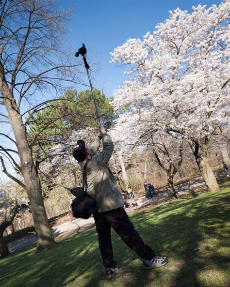 High Park cherry blossoms 2011