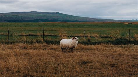 Download wallpaper 3840x2160 sheep, grass, pasture 4k uhd 16:9 hd ...