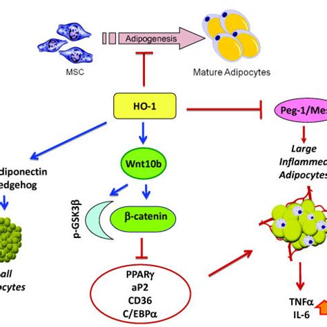 Proposed mechanism demonstrating the interplay of heme oxygenase 1... | Download Scientific Diagram