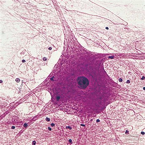 Nervous Tissue Slide Neuron