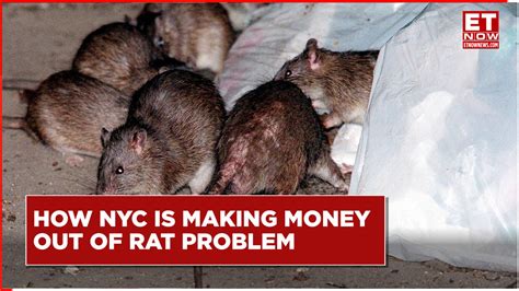 'Rat Tours': New York City Is Monetising Its Rat Problem; Here's How ...