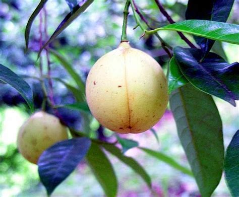 BUDIDAYA PALA - INDAHNYA BERBAGI