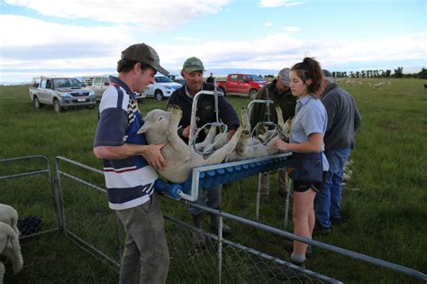 Sheep Handling Equipment — Huber Ag Equipment LTD