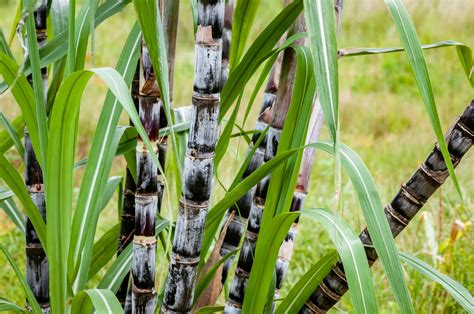 Sugarcane For Cool Climates – Learn About Low Temperature Sugarcane Varieties