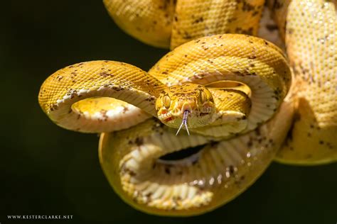 Amazon Tree Boa - Kester Clarke Wildlife Photography