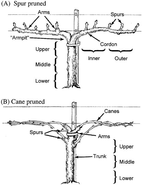 Typical grape vines showing segments used in absolute samples. (A) Spur... | Download Scientific ...