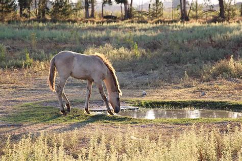 Sorraia Horse Breed: All the Interesting Facts - Equineigh