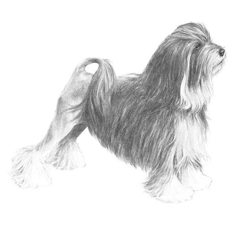 The Lowchen Breed Standard illustration. Lowchen, Akc Breeds, Dog Sketch, Grooming Salon, Dog ...