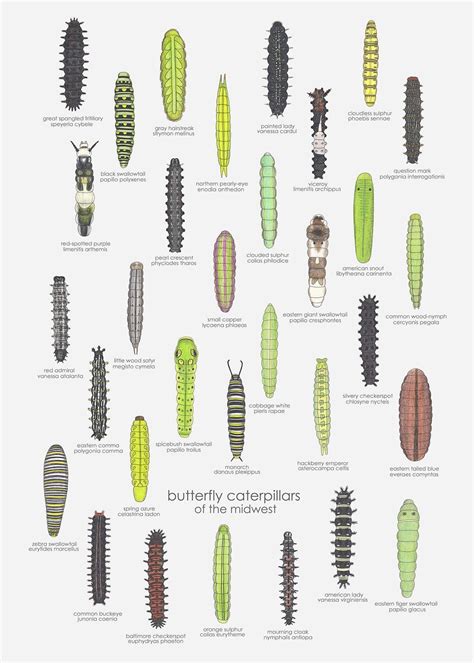 Free Printable Caterpillar Identification Charts [PDF]