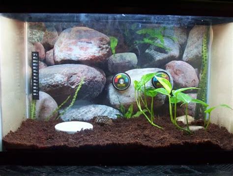 live plants in a pacman frog's habitat - talk to the frog | Frog terrarium, Frog habitat, Pacman ...