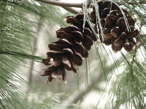 Nature in Winter: An OverviewDonna L. Long