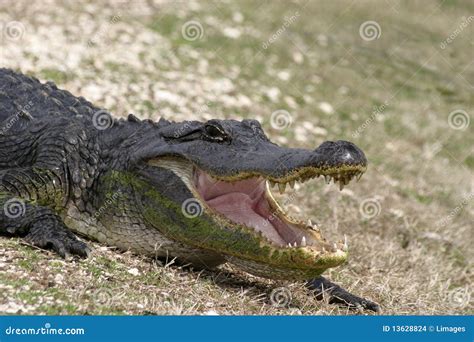 Alligator Open Mouth Photo, Beautiful Alligator Photography | CartoonDealer.com #226312830