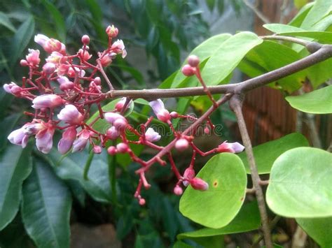 Starfruit tree flower stock photo. Image of plant, green - 239487458