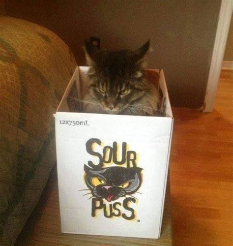 Sourpuss - Meme Guy