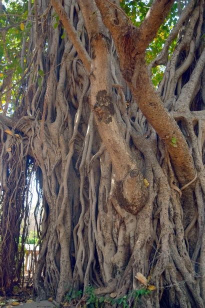 Banyan Tree 5 Free Stock Photo - Public Domain Pictures