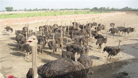 Female and Male Ostrich and Fertile Ostrich eggs