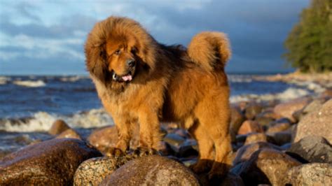 13 Best Tibetan Mastiff Breeders In The U.S.