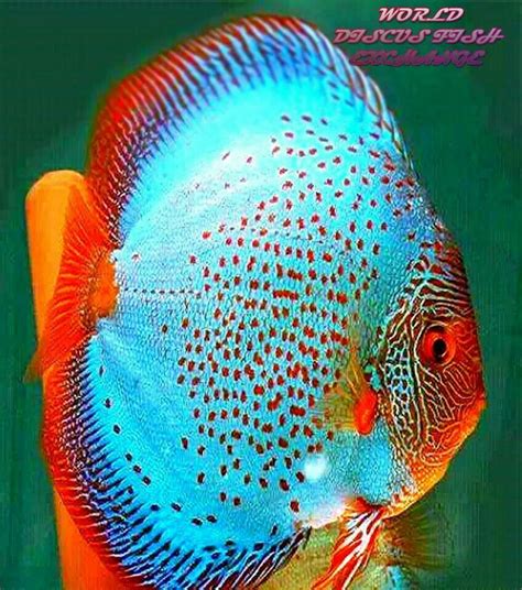 Pin su Tropical Fish | Pesce tropicale, Pesci d'acquario, Pesce