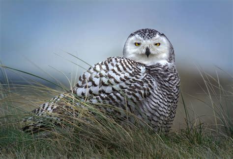 Beautiful Snowy Owl in a Field