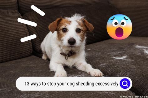 13 Ways To Stop Your Dog Shedding Excessively (Dog Shedding Solutions ...