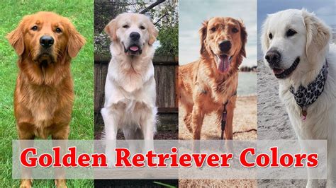 5 Stunning Shades of Golden Retriever Colors | Types of Golden ...