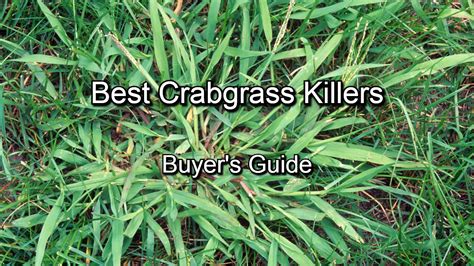 Best Post Emergent Weed Killer That Won't Kill Grass at Phillip Thomas blog