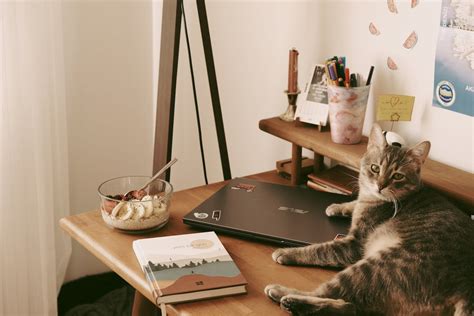 Cat Desk Photos, Download The BEST Free Cat Desk Stock Photos & HD Images