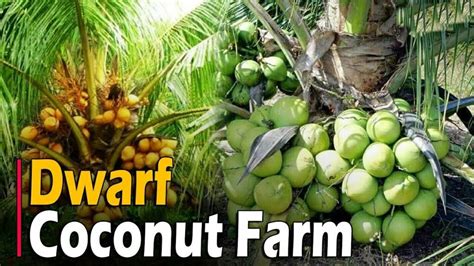 Dwarf Coconut Tree Farming | Hybrid Coconuts - Discover Agriculture