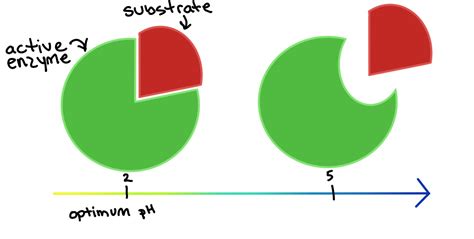 Denatured Enzyme