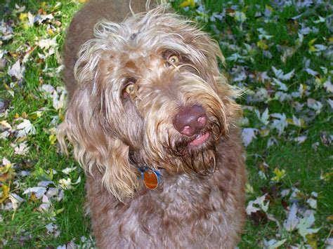 Weimardoodle (Weimaraner Poodle Mix) Info, Temperament, Training, Puppies, Pictures