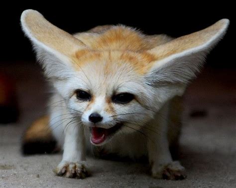 fennec fox | Милые детеныши животных, Объятия животных, Фотографии животных