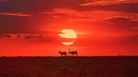 Arabian Oryx | Visit Qatar