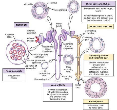 MEDICINE: Reabsorptive capabilities of the renal tubules and collecting ducts part 1 | Renal ...