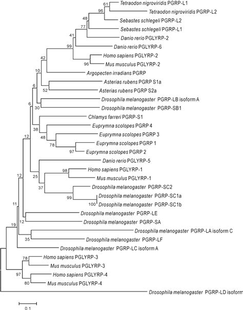 Figure 3 from Molecular cloning and characterization of peptidoglycan recognition proteins from ...