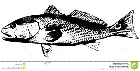 Red Fish Vector at GetDrawings | Free download