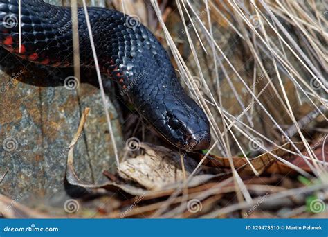 Red-bellied Black Snake - Pseudechis Porphyriacus Species of Elapid ...