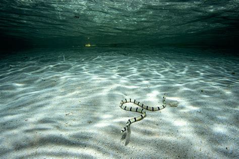 Eel Hunter: The Amphibious Life of Sea Kraits