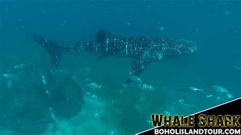 Swim with the Whale Shark - Cebu, Philippines ~ Bohol Island Tour - WoW Bohol Package Tours and ...