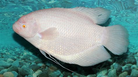 Giant Gourami - Osphronemus goramy image - Free stock photo - Public ...