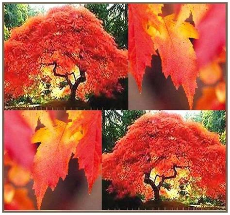 Buy Amur Maple Bonsai Seeds by National Gardens Online at Low Prices in ...