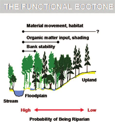 Graphical representation of the functional riparian ecotone following... | Download Scientific ...