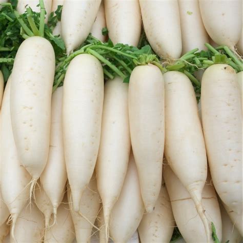 White Radish at best price in Kolkata by JGB Agrofresh Private Limited | ID: 21386904930