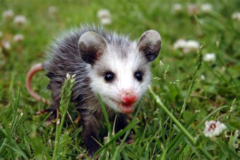 Baby Possum Stock Photo - Download Image Now - iStock