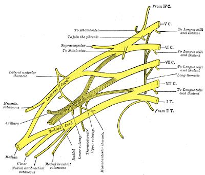 Human Anatomy Mcqs Postgraduation Entrance preparation: 36 - Musculocutaneous nerve